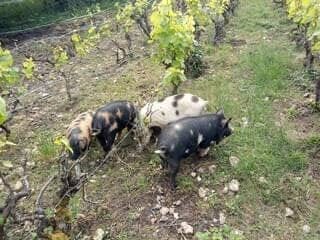 Les cochons Kunekune néo‑zélandais aident à entretenir un vignoble français
